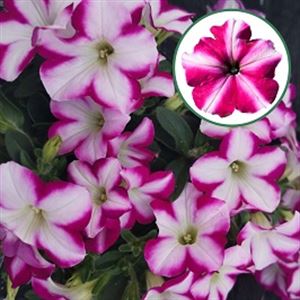 Bild von Petunia P12 Magenta Star